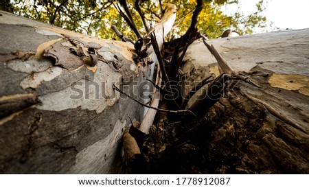 Trunk photograph of a eucalyptus with dried bark at sunset