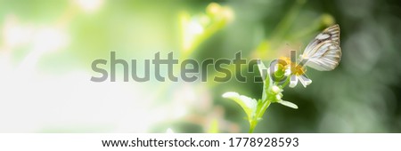 Concept nature view of butterfly on blurred greenery background in garden and sunlight with copy space using as background natural green plants landscape, ecology, fresh wallpaper concept.
