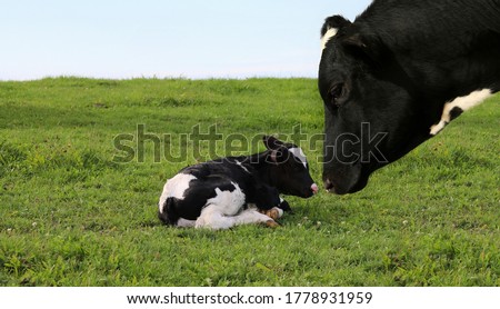 Close-up of curious Holstein heifer's face looking at tiny little newborn calf laying in the green grass Royalty-Free Stock Photo #1778931959