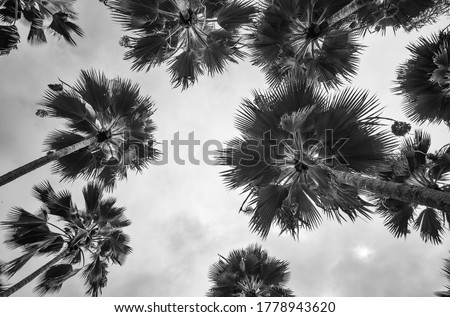 Date Palm Grove.  Black and white upward panorama of ripe dates on date nut palm trees under overcast skies.