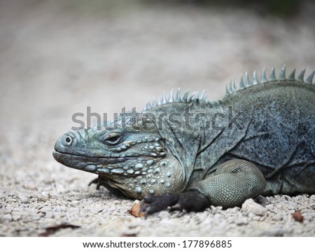 Rare Blue Iguana, also known as Grand Cayman Iguana   