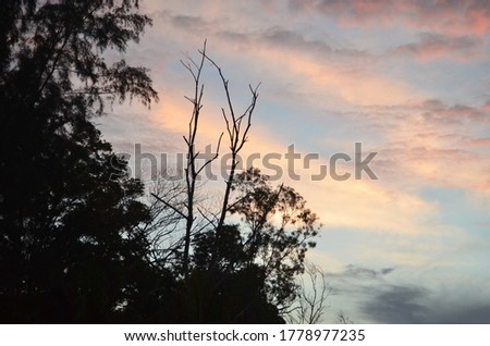 tree branches and sky views