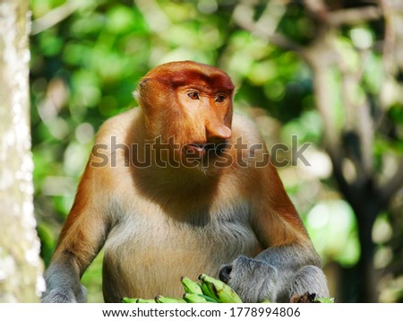 Close up alpha male proboscis monkey (Nasalis larvatus) in territorial tance, Tarakan, Indonesia.