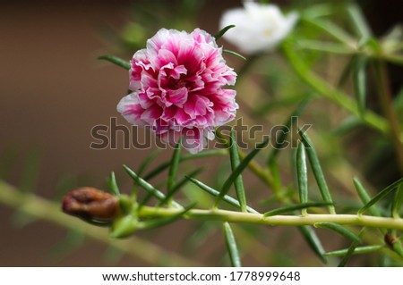 Small red and purple shaded flower with narrow leaves.