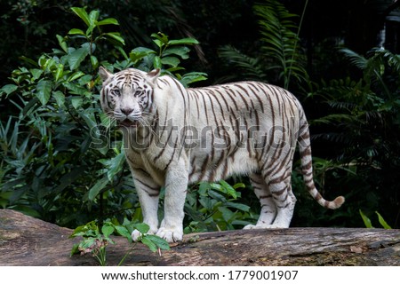 The white tiger is a pigmentation variant of the Bengal tiger.  Such a tiger has the black stripes typical of the Bengal tiger, but carries a white or near-white coat.