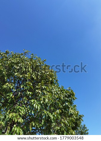 tree canopy and blue skies