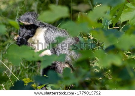Diana Monkey, Cercopithecus diana, looking for food in tall grass