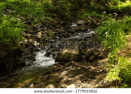 Coniferous mountain forest with a mountain river. Carpathians. Ukraine. Holidays in the mountains. Tourism. Outdoor activities. Background.