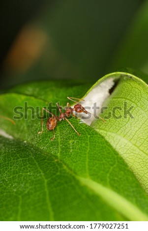 Close up macro red ant on green leaf on nature at thailand