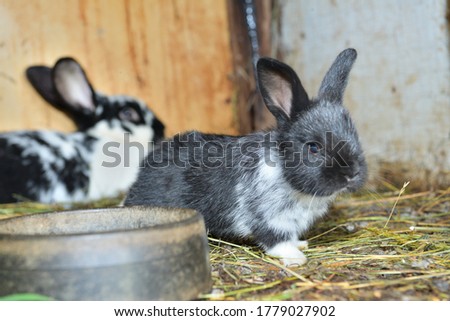 Animal love mother with smalll rabbits in the lair with hay