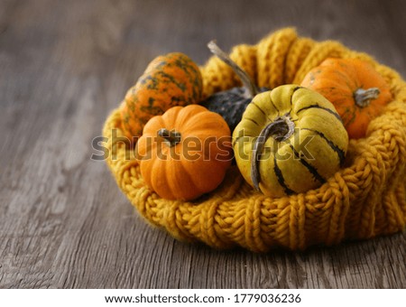 autumn still life with fresh pumpkins for decoration