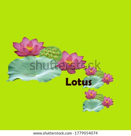 Pink lotus flower picture Green background Use with the background decoration or various work.