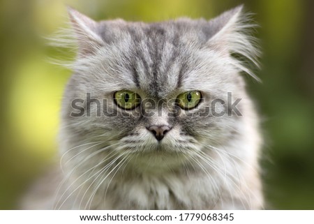 Beautiful grey furry cat sitting on the grass in the garden