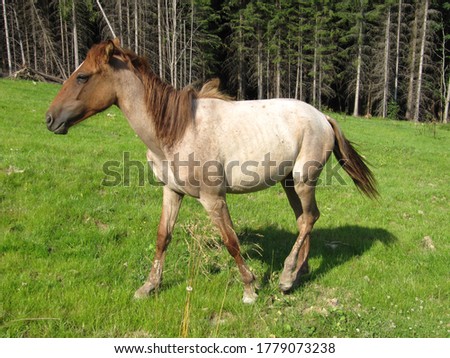 
horses and ponies on a green background of mountains and trees, runs and stands on grass, long mane, brown horse gallops, brown horse standing on green grass