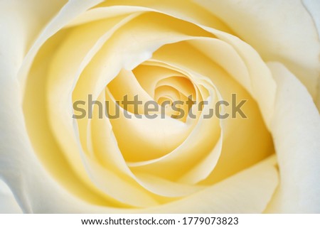 Beautiful delicate yellow flower of rose, close up. Macro view