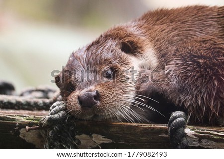close-up otter is in a pond