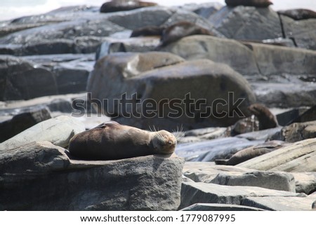 Long-nosed fur seal sleeping on the rocks. South Australia