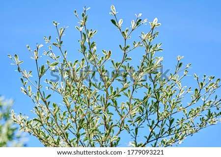 Bottom view of green bush with blue sky at background