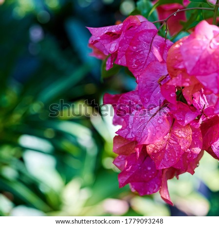 Beautiful colorful bougainvillea flowers blossoms after rain
