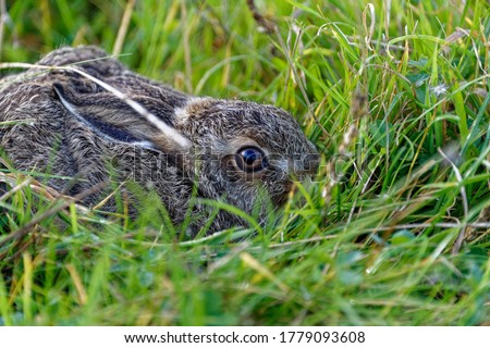 Brown Hare (Lepus europaeus) Leveret, crouching down in vegetation,hiding.