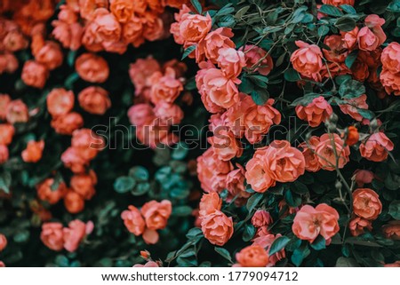 Bushes of pink roses. Flowering time, natural flower fence. Gardening, plants for landscape design.