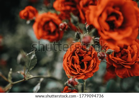 Bushes of red or scarlet roses. Flowering time, natural flower fence. Gardening, plants for landscape design.