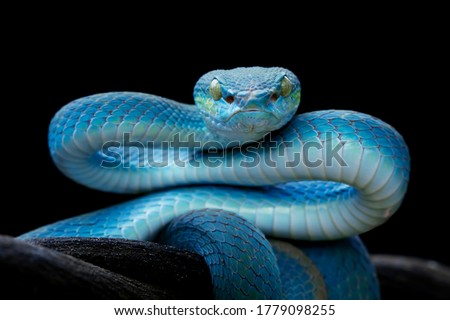 Blue viper snake closeup face with black background, viper snake, blue insularis, Trimeresurus Insularis, animal closeup