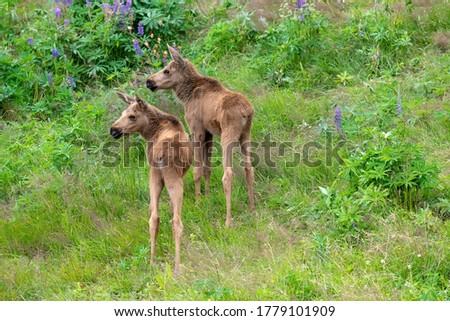 Two Moose calves in the wilderness of northern Norway Royalty-Free Stock Photo #1779101909