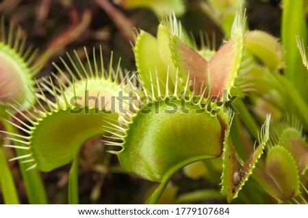 Sydney Australia, close-up of leaves or traps of a Venus flytrap plant