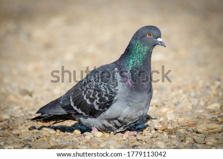 Nice close up image of a pigeon bird