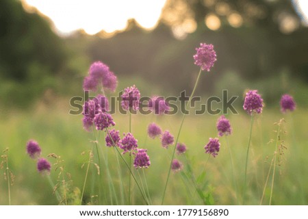 Blur. Summer meadow with wild garlic thickets close-up at sunrise. Natural background. The concept of mood and balance.