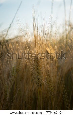 A nature picture of a single grain in a grainfield in the evening sun.
