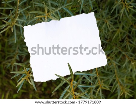 Green bush tree leaves and white empty paper sheet. A photo with free blank copy space for text. For card, invitations or posters.