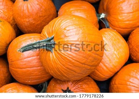 Pumpkin market for the halloween party