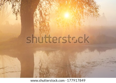 Old tree under the misty river