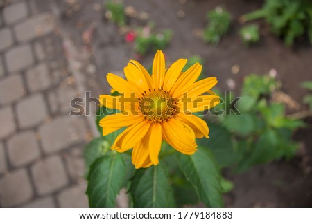 Yellow flower close-up with a blurred background