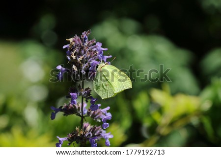 A Brimstone butterfly perched on a catmint flower.