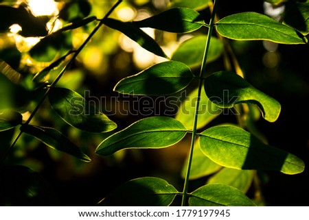 Green leaves in the rays of sunset close up