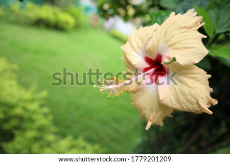 Beautiful closeup of Yellow stamen of Hibiscus Rosa sinensis Flower. This flower is also known as Chinese hibiscus, China rose and also rose mallow. Stamen close up/focused.
