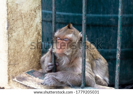 

Photos of leaking monkeys sitting on the island