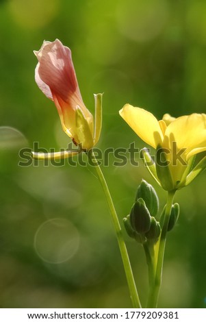 Selective focus of Arugula flower with bokeh background. Contain grainy and blurry due to macro shot.