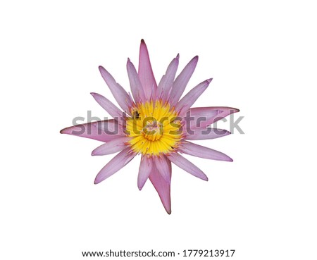 Pink Water lily flowers with bee on pollen isolated on background