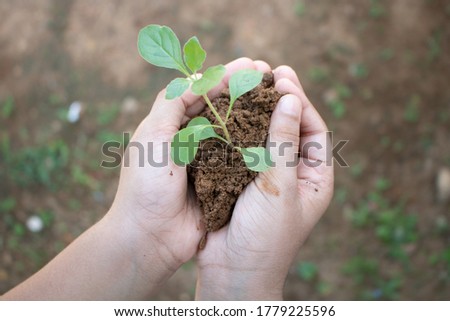 Asian child holding herb plant and fresh soil with his hands.New beginning with new hope.Protecting the environment concepts
