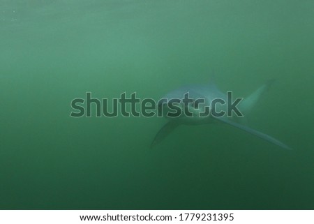 blue shark, Prionace glauca, swimming in turbid waters off Cape Point, South Africa, Atlantic Ocean Royalty-Free Stock Photo #1779231395