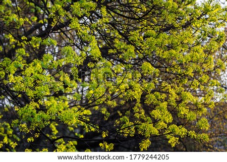 Spring in Uzhgorod. The branches and flowers are blooming. Greens and purples, pinks. Bushes and trees. Spring mood. Rich and vibrant color. Romance