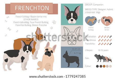 Designer dogs, crossbreed, hybrid mix pooches collection isolated on white. Frenchton flat style clipart infographic. Vector illustration