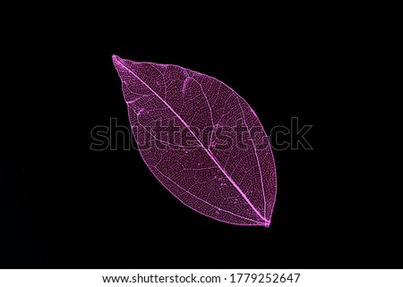 Beautiful colored transparent leaf skeletons 