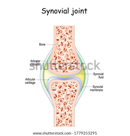 ANATOMY-CAPSULE Stock Vector Images - Avopix.com