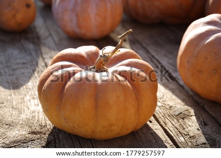 Harvesting in the fall on a farm. Halloween preparations. Squash in the sun. Ripe embossed pumpkins on a wood 
