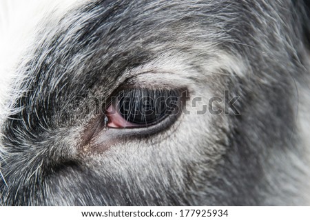 Close Up of Cow's Eye